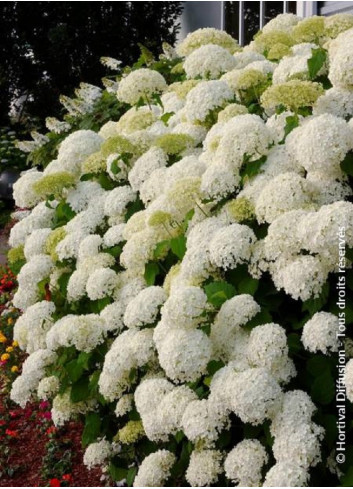 HYDRANGEA arborescens ANNABELLE