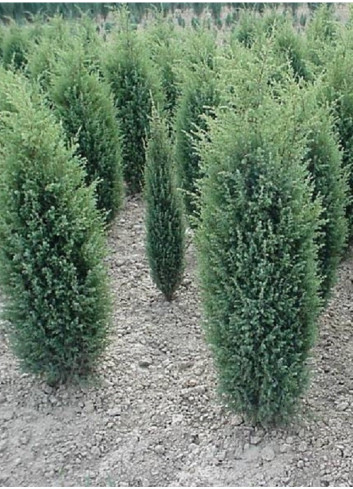 JUNIPERUS communis HIBERNICA