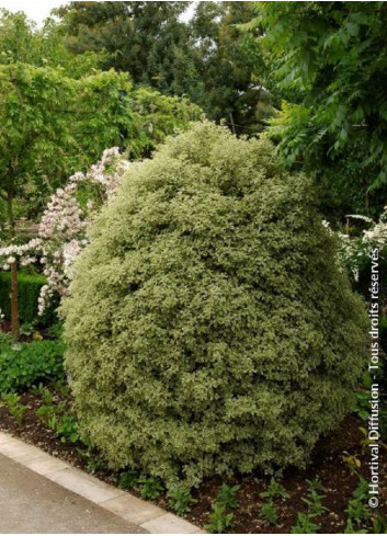 PITTOSPORUM tenuifolium VARIEGATUM