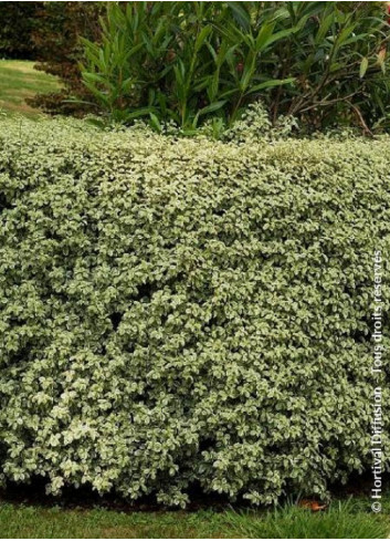 PITTOSPORUM tenuifolium VARIEGATUM