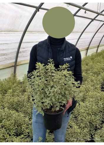 PITTOSPORUM tenuifolium VARIEGATUM En pot de 4-5 litres