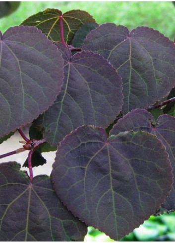 CERCIDIPHYLLUM japonicum ROTFUCHS