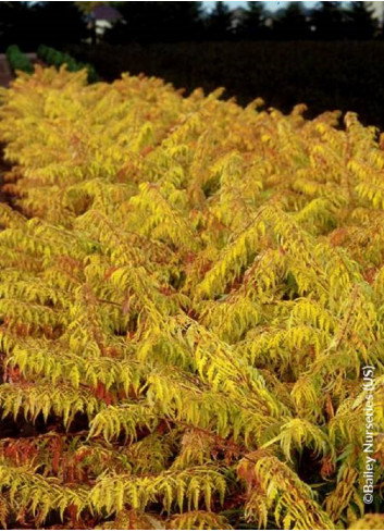 RHUS typhina TIGER EYES