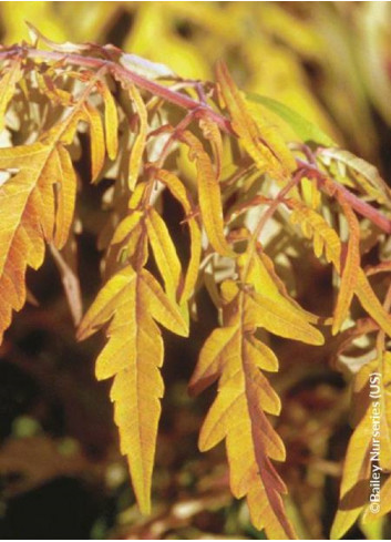 RHUS typhina TIGER EYES