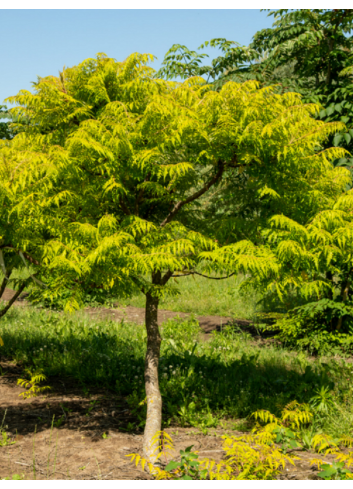 RHUS typhina TIGER EYES