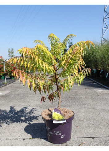 RHUS typhina TIGER EYES En pot de 10-12 litres