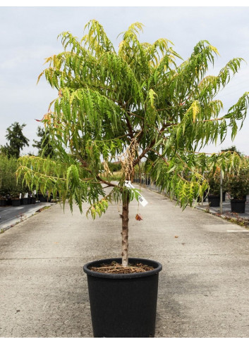 RHUS typhina TIGER EYES En pot de 15-20 litres