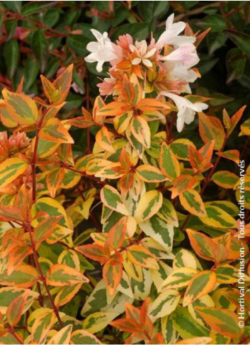 ABELIA KALEIDOSCOPE