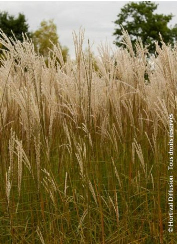 MISCANTHUS sinensis GRAZIELLA