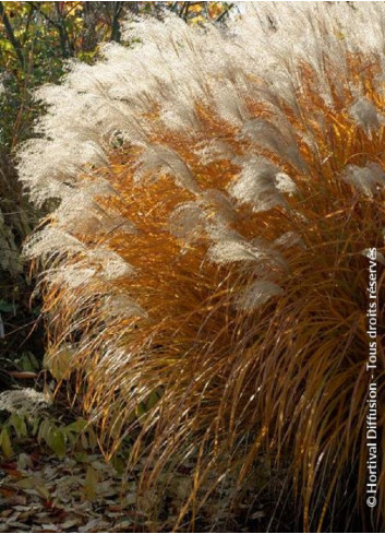 MISCANTHUS sinensis GRAZIELLA