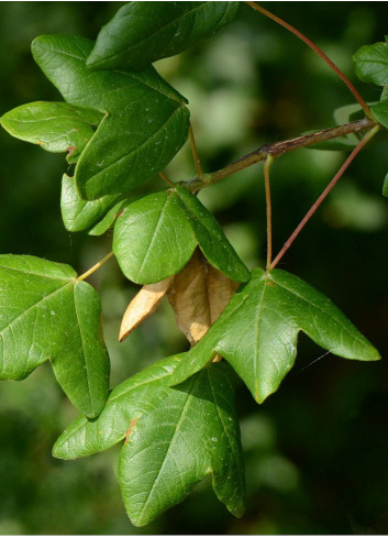 ACER monspessulanum