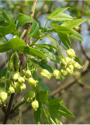 ACER monspessulanum