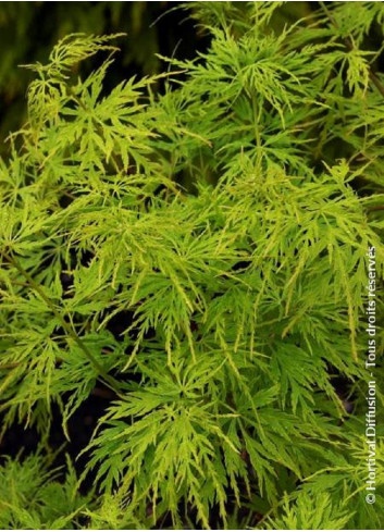 ACER palmatum DISSECTUM SEIRYU