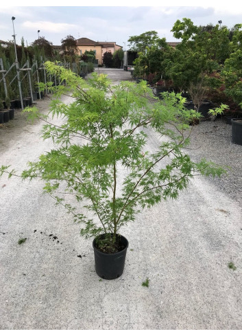 ACER palmatum DISSECTUM SEIRYU En pot de 15-20 litres