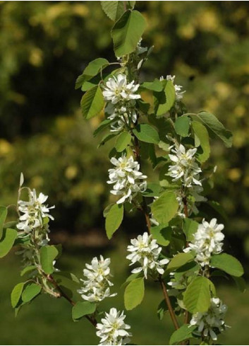 AMELANCHIER alnifolia OBELISK