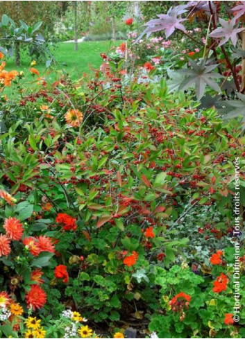 ARONIA arbutifolia BRILLIANT