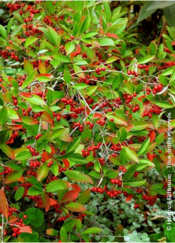 ARONIA arbutifolia BRILLIANT