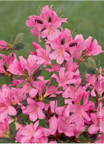 AZALEA japonica GILBERT MULLIE