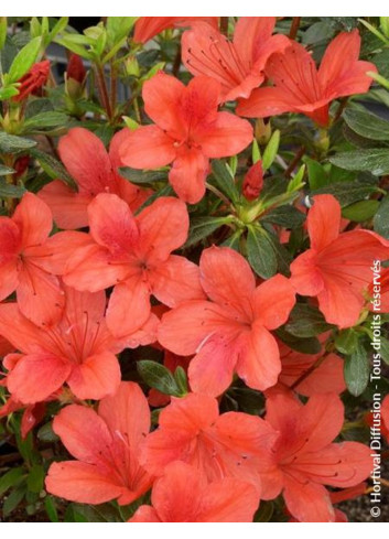 AZALEA japonica ORANGE WAY