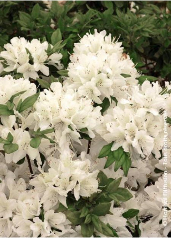 AZALEA japonica SCHNEEWITTCHEN