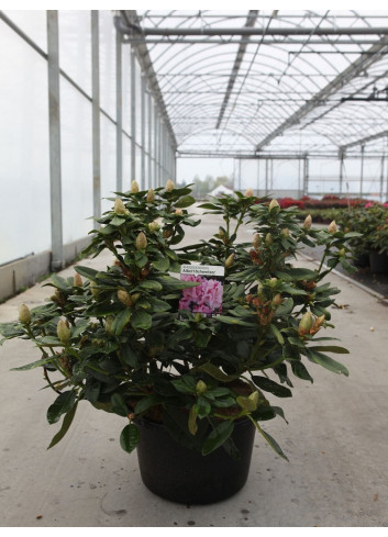 RHODODENDRON ALBERT SCHWEITZER En pot de 15-20 litres