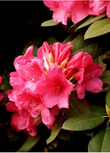 RHODODENDRON ANNA ROSE WHITNEY