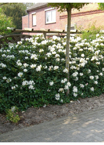 RHODODENDRON CUNNINGHAM'S WHITE