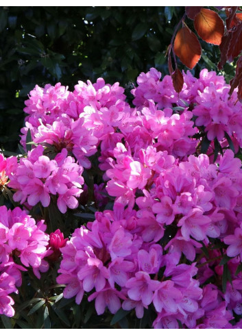 RHODODENDRON GRAZIELLA