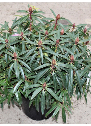 RHODODENDRON GRAZIELLA