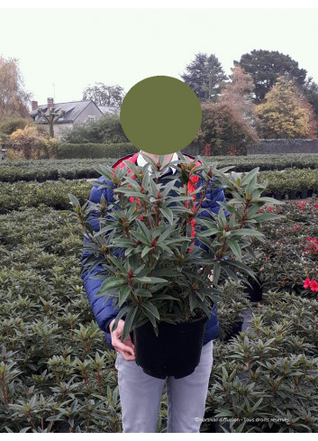 RHODODENDRON GRAZIELLA En pot de 7-10 litres