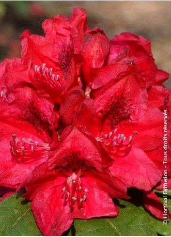 RHODODENDRON LORD ROBERTS