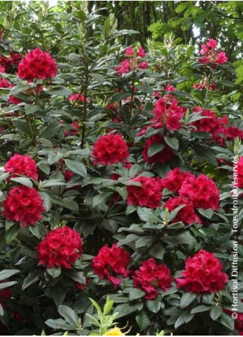 RHODODENDRON LORD ROBERTS