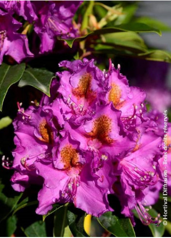 RHODODENDRON RED EYE