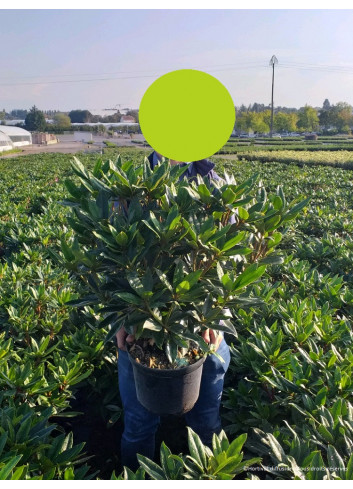 RHODODENDRON RED EYE En pot de 7-10 litres