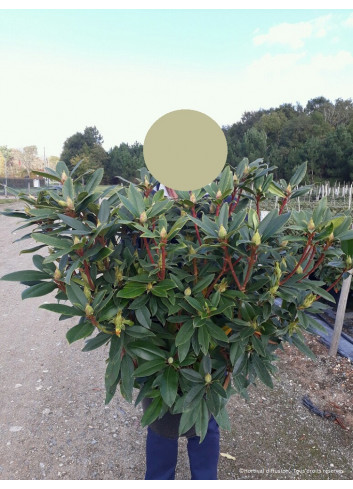 RHODODENDRON RED EYE En pot de 15-20 litres