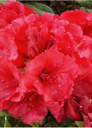 RHODODENDRON RED JACK