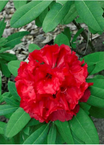 RHODODENDRON TORNADO