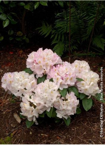 RHODODENDRON GOMER WATERER