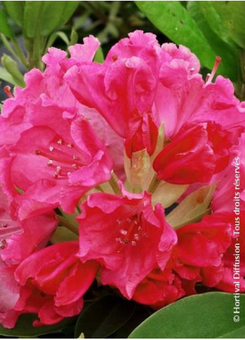 RHODODENDRON GERMANIA