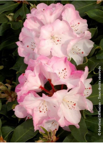 RHODODENDRON LEM'S MONARCH