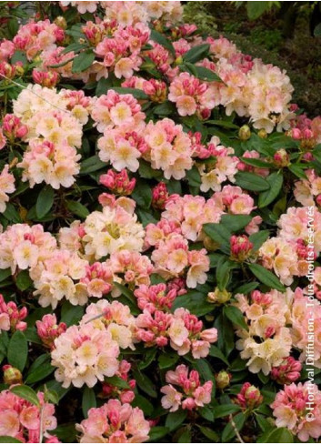 RHODODENDRON PERCY WISEMAN