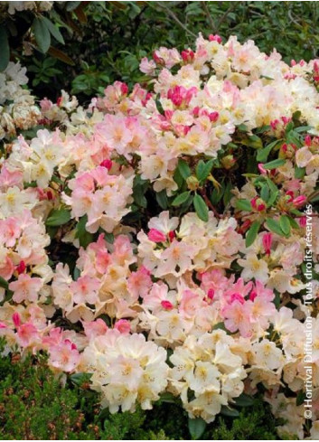 RHODODENDRON PERCY WISEMAN