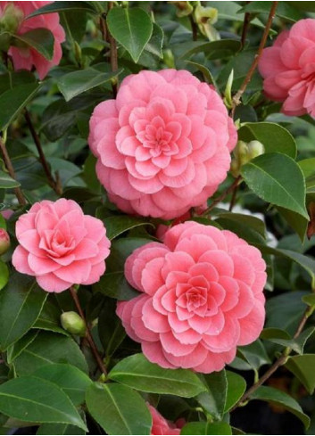 CAMELLIA japonica MISS TINGLEY