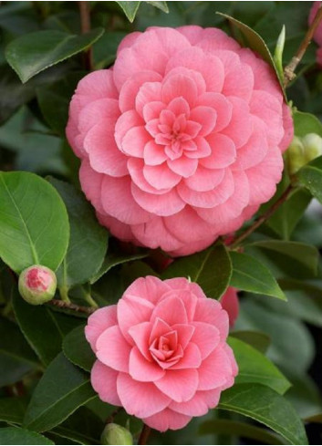 CAMELLIA japonica MISS TINGLEY