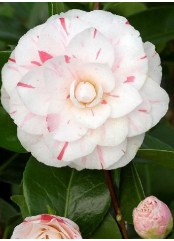 CAMELLIA japonica CONTESSA LAVINIA MAGGI