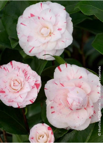 CAMELLIA japonica CONTESSA LAVINIA MAGGI