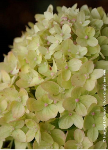 HYDRANGEA paniculata LITTLE LIME