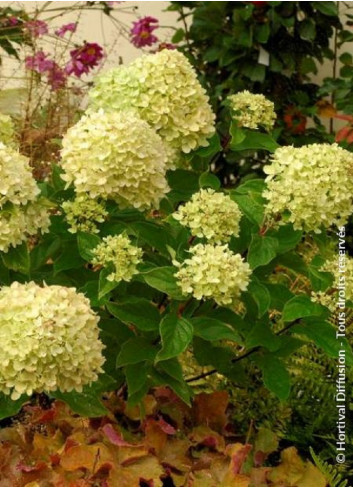 HYDRANGEA paniculata LITTLE LIME