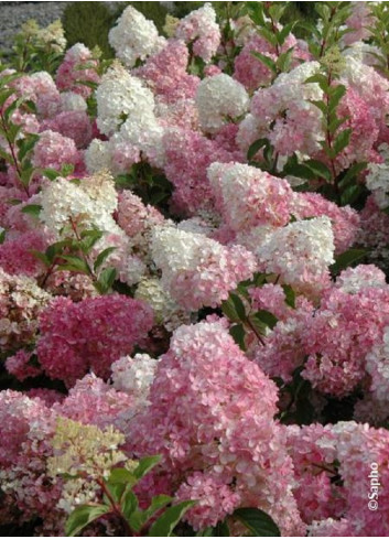 HYDRANGEA paniculata VANILLE FRAISE