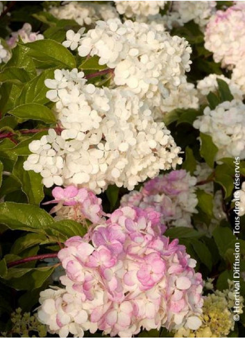 HYDRANGEA paniculata VANILLE FRAISE